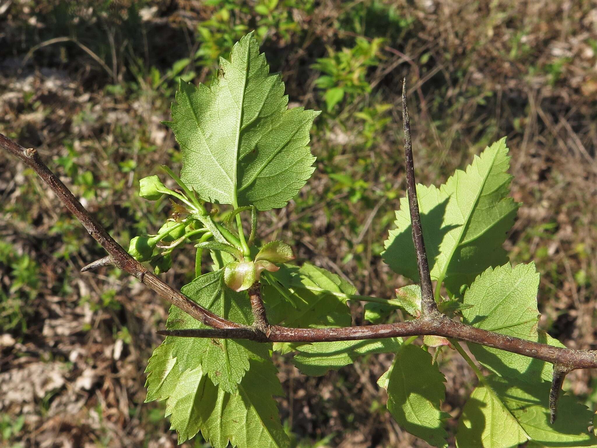 Слика од Crataegus pruinosa var. gattingeri (Ashe) Lance