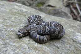 Image of Russian Ratsnake