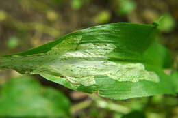 صورة Cheilosia fasciata (Schiner & Egger 1853)