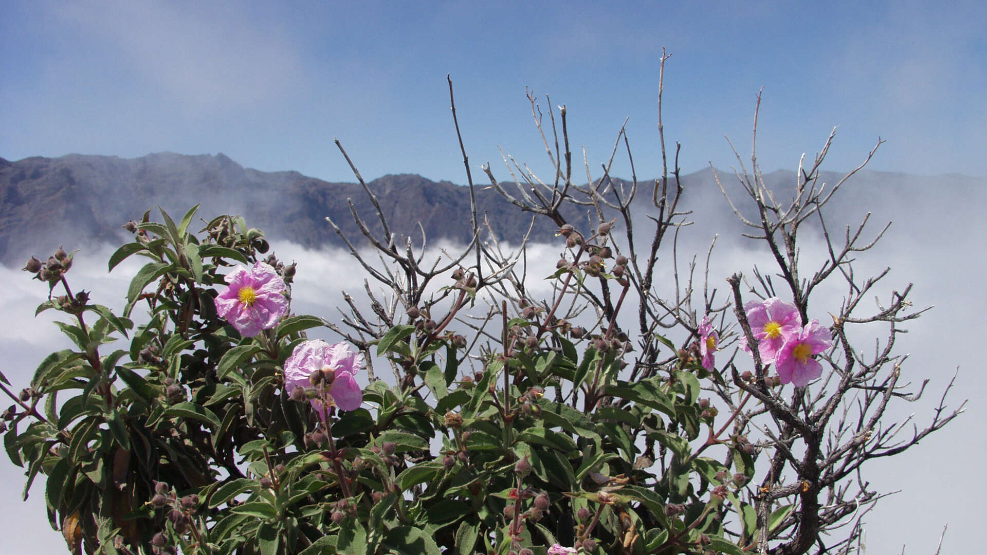 Image of Cistus symphytifolius Lam.