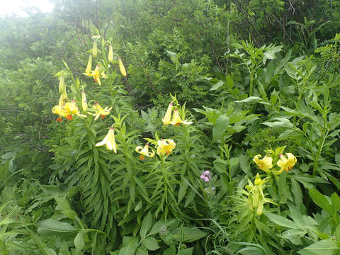 Image of Lilium kesselringianum Miscz.