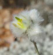 Image of Ptilotus albidus (C. Gardner) Benl