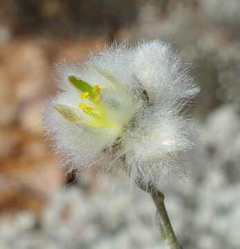 Image de Ptilotus albidus (C. Gardner) Benl