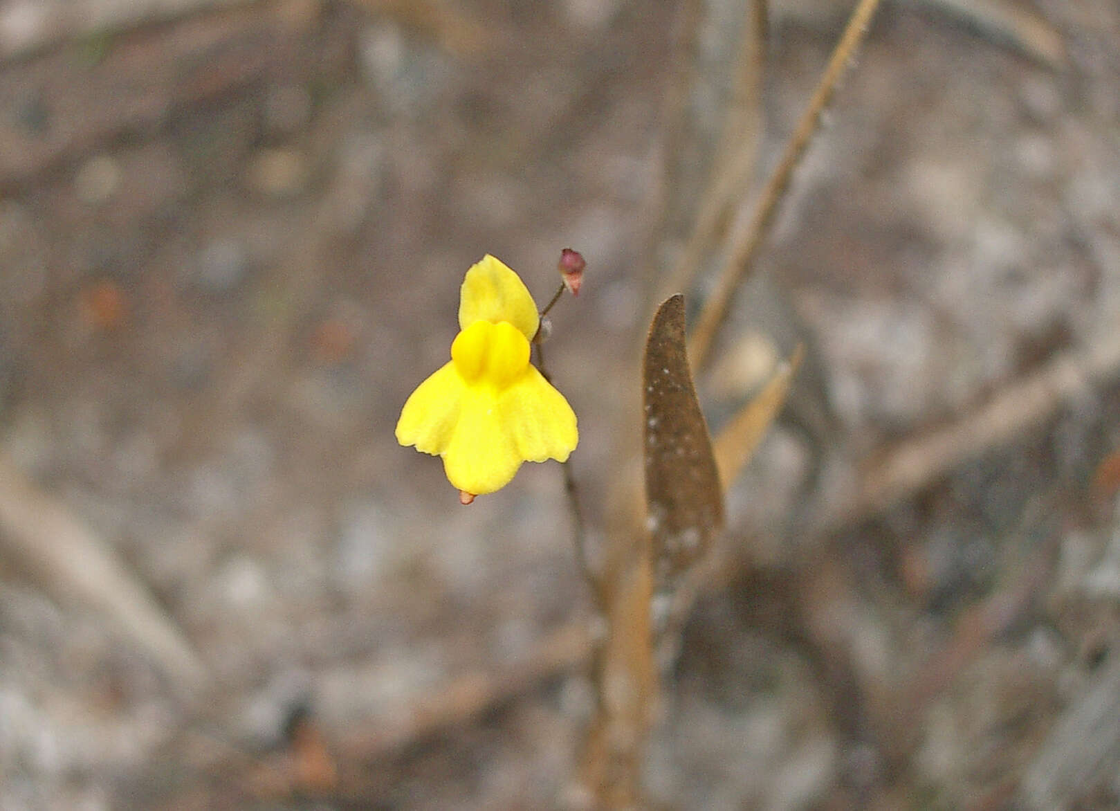 Image of Utricularia triloba Benj.