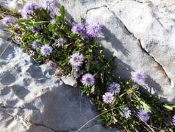 Image of Globularia meridionalis (Podp.) O. Schwarz