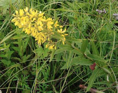 Image of Lysimachia davurica Ledeb.