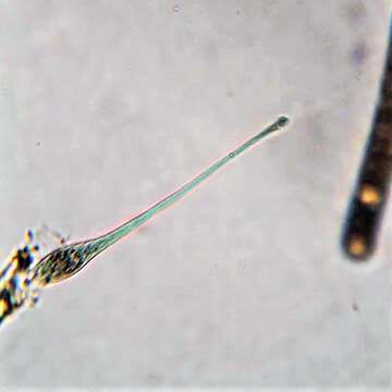 Image of Lacrymaria olor