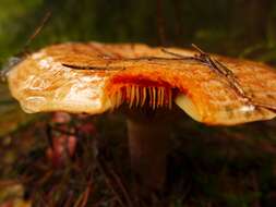 Image of Lactarius deliciosus (L.) Gray