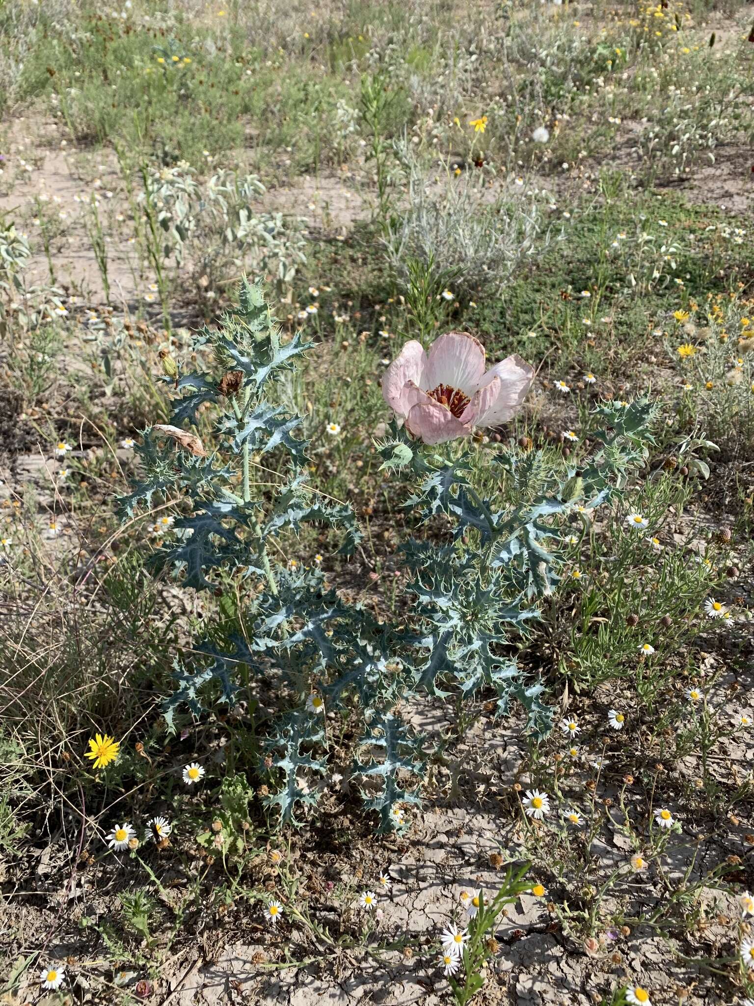 Image of hedgehog pricklypoppy