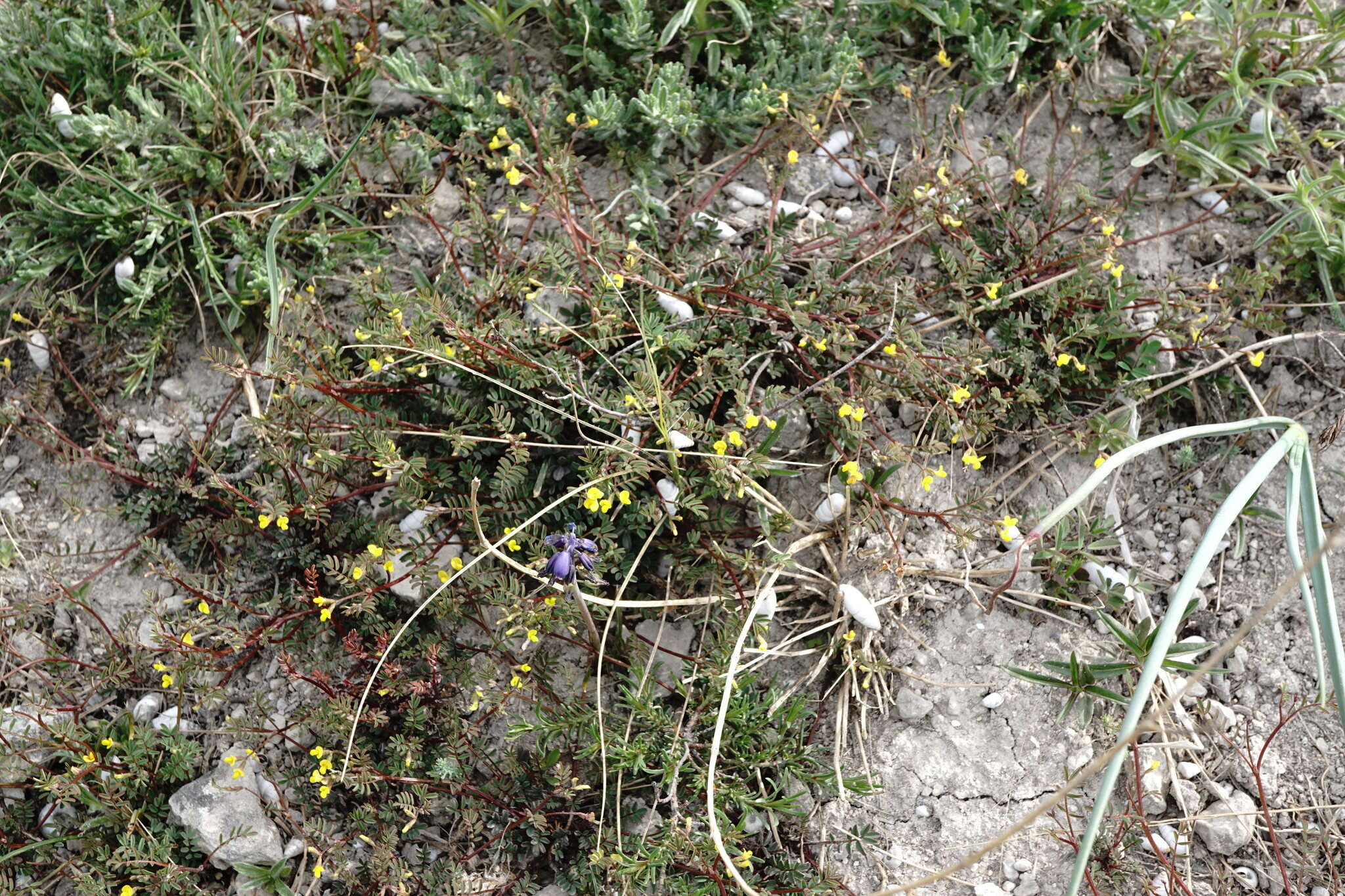 Image of Hippocrepis ciliata Willd.