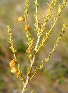 Image of Aspalathus arida subsp. erecta (E. Mey.) R. Dahlgren