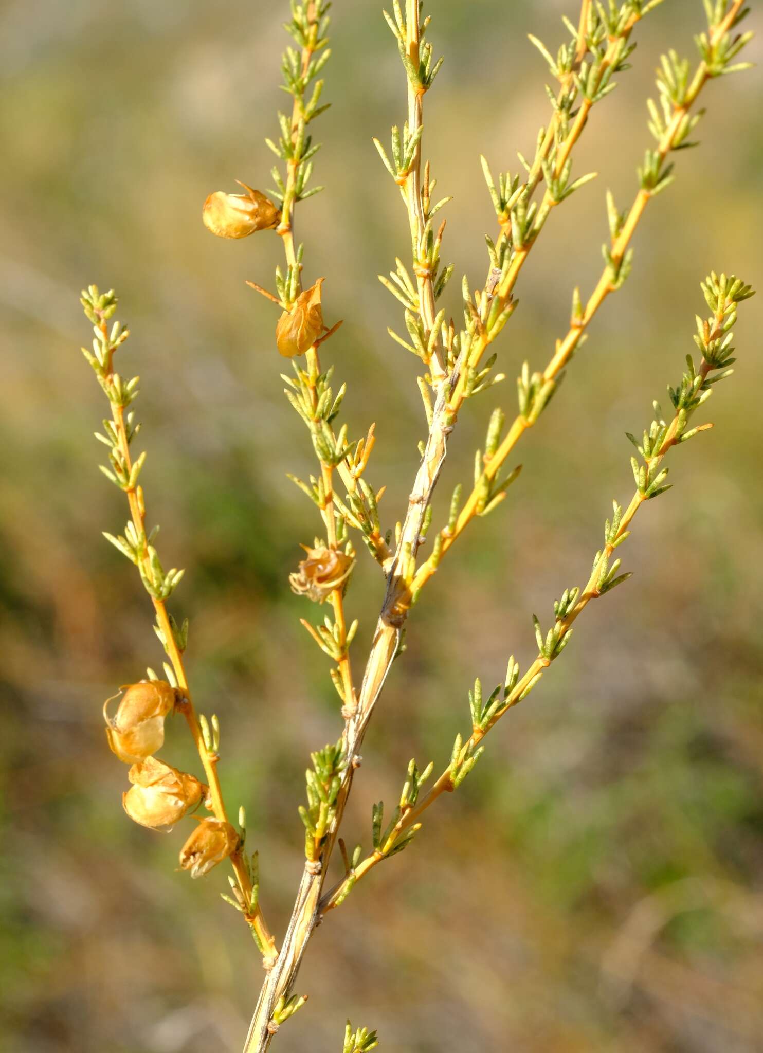 Image of Aspalathus arida subsp. erecta (E. Mey.) R. Dahlgren