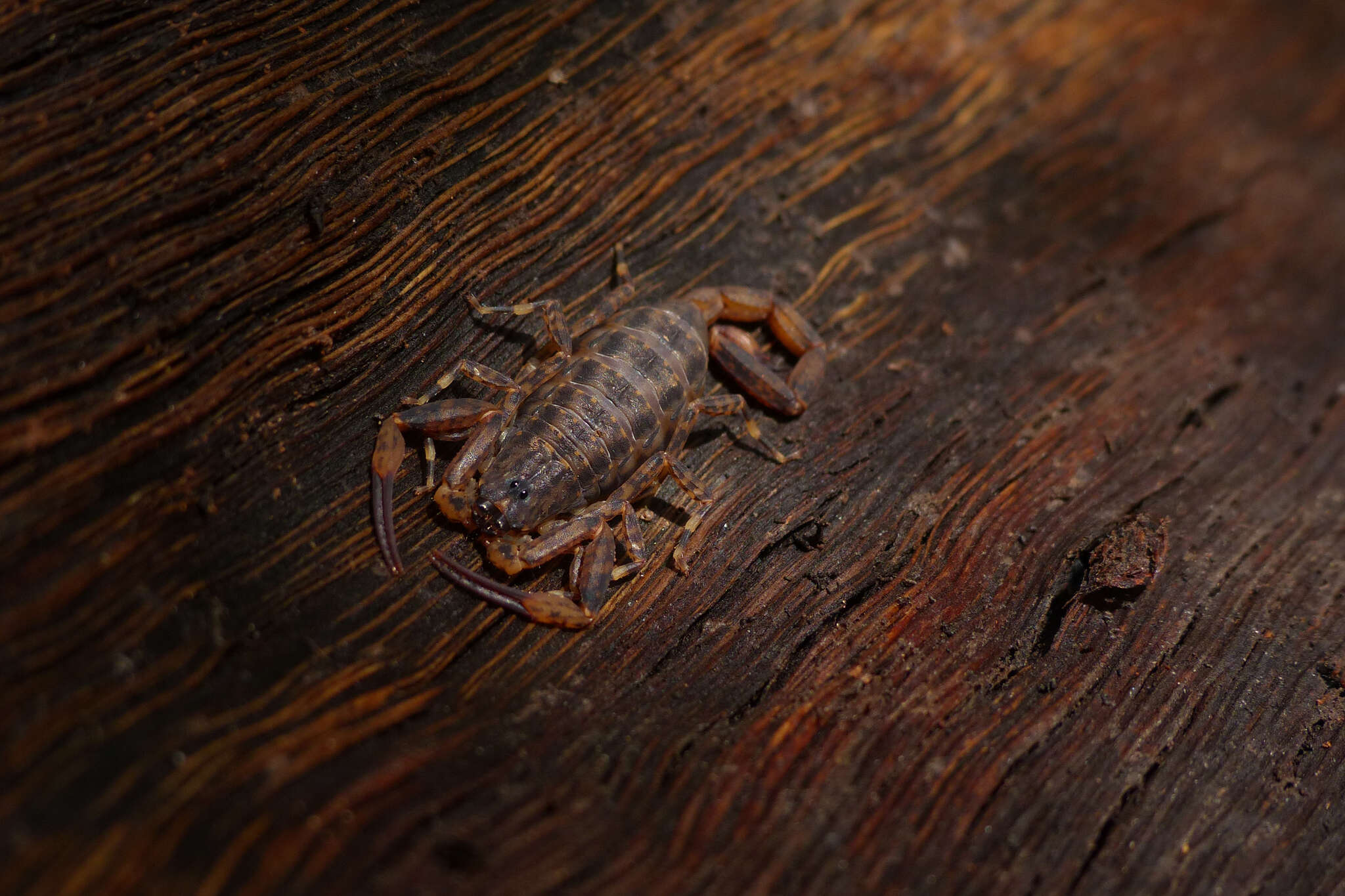 Isometrus thurstoni Pocock 1893 resmi