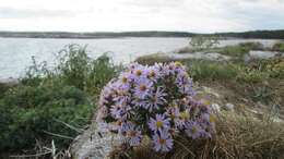 Image of sea aster