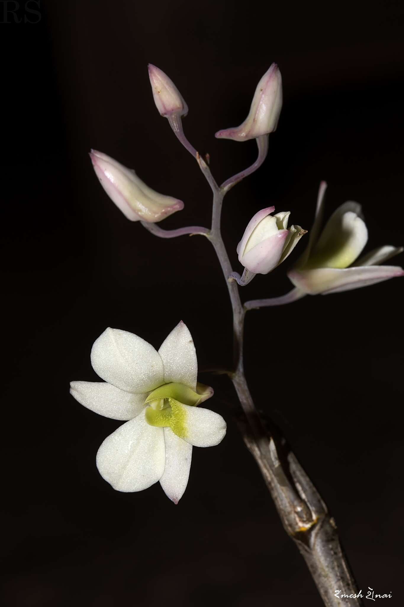 Слика од Dendrobium ovatum (L.) Kraenzl.