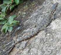 Image de Lézard des rochers du Drakensberg