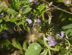 Imagem de Anthidium cingulatum Latreille 1809