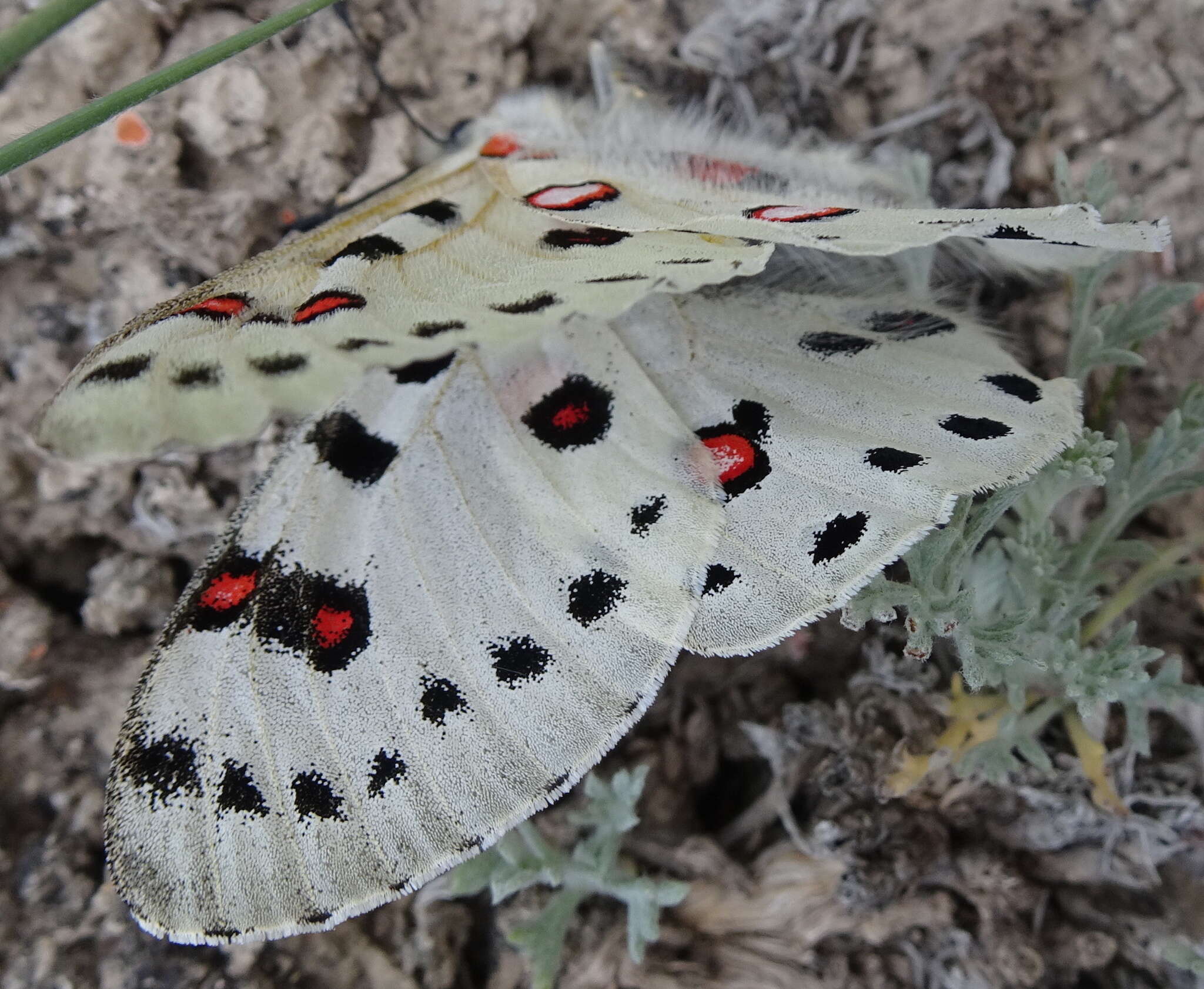 Image of Parnassius apollonius (Eversmann 1847)