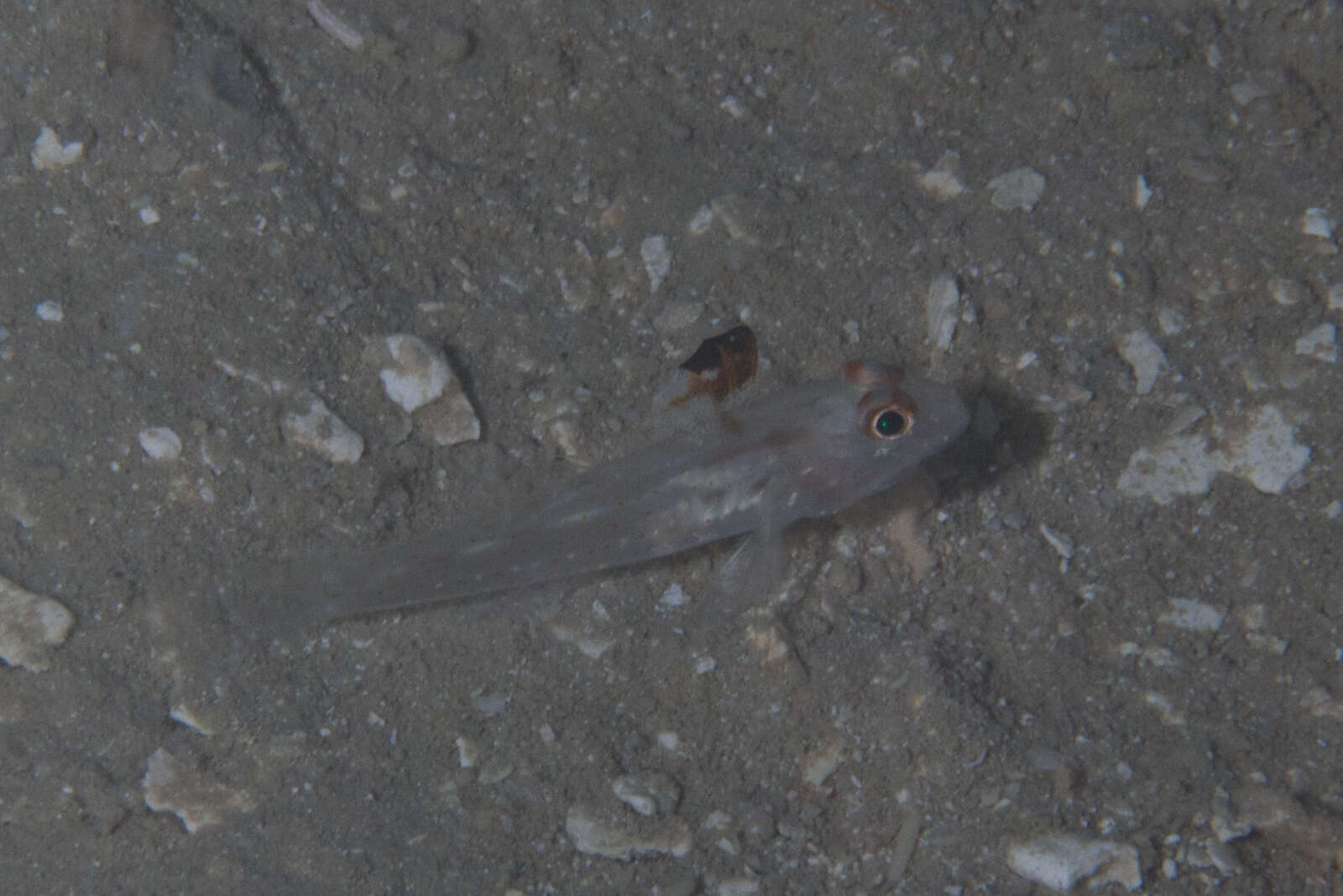 Fusigobius signipinnis Hoese & Obika 1988 resmi