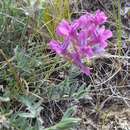 Image of Bessey's locoweed