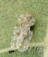 Image of Cotton lace bug