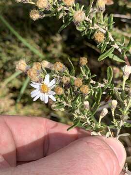 Image of Olearia phlogopappa subsp. serrata Messina