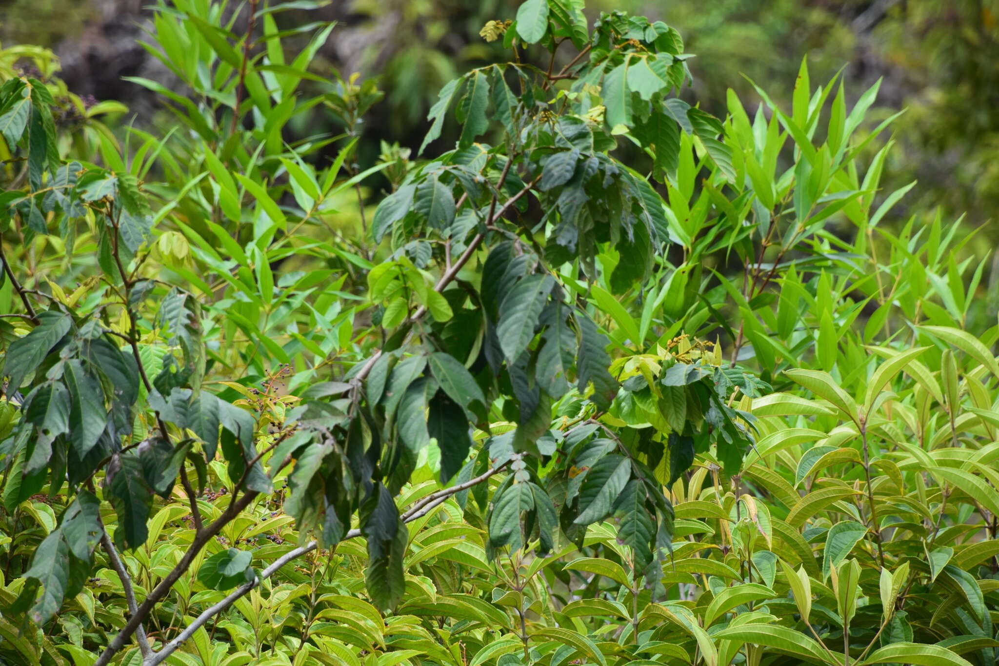 Image of Inga vera subsp. vera
