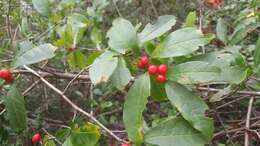 Image of smooth winterberry