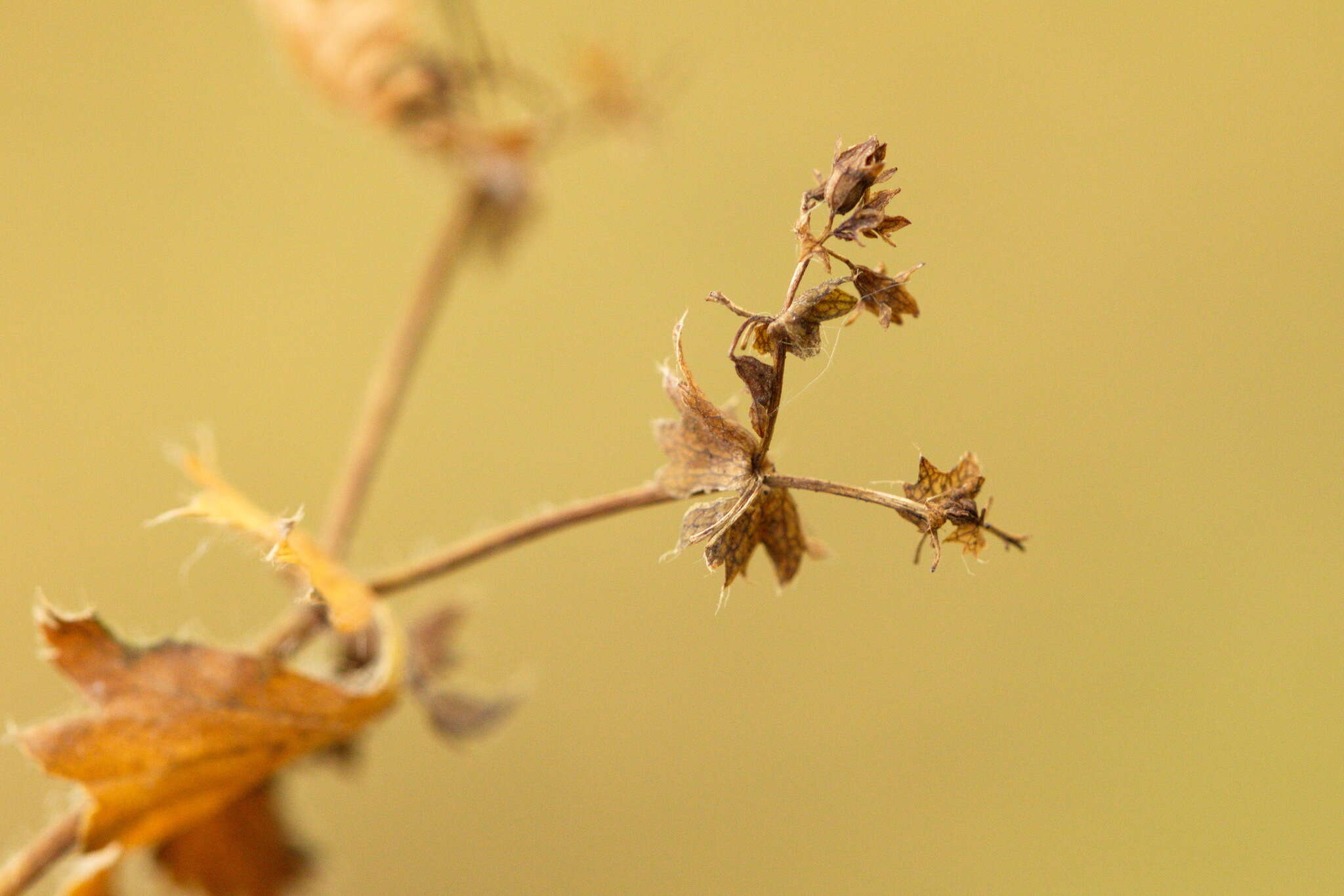 Plancia ëd Alchemilla breviloba H. Lindb.