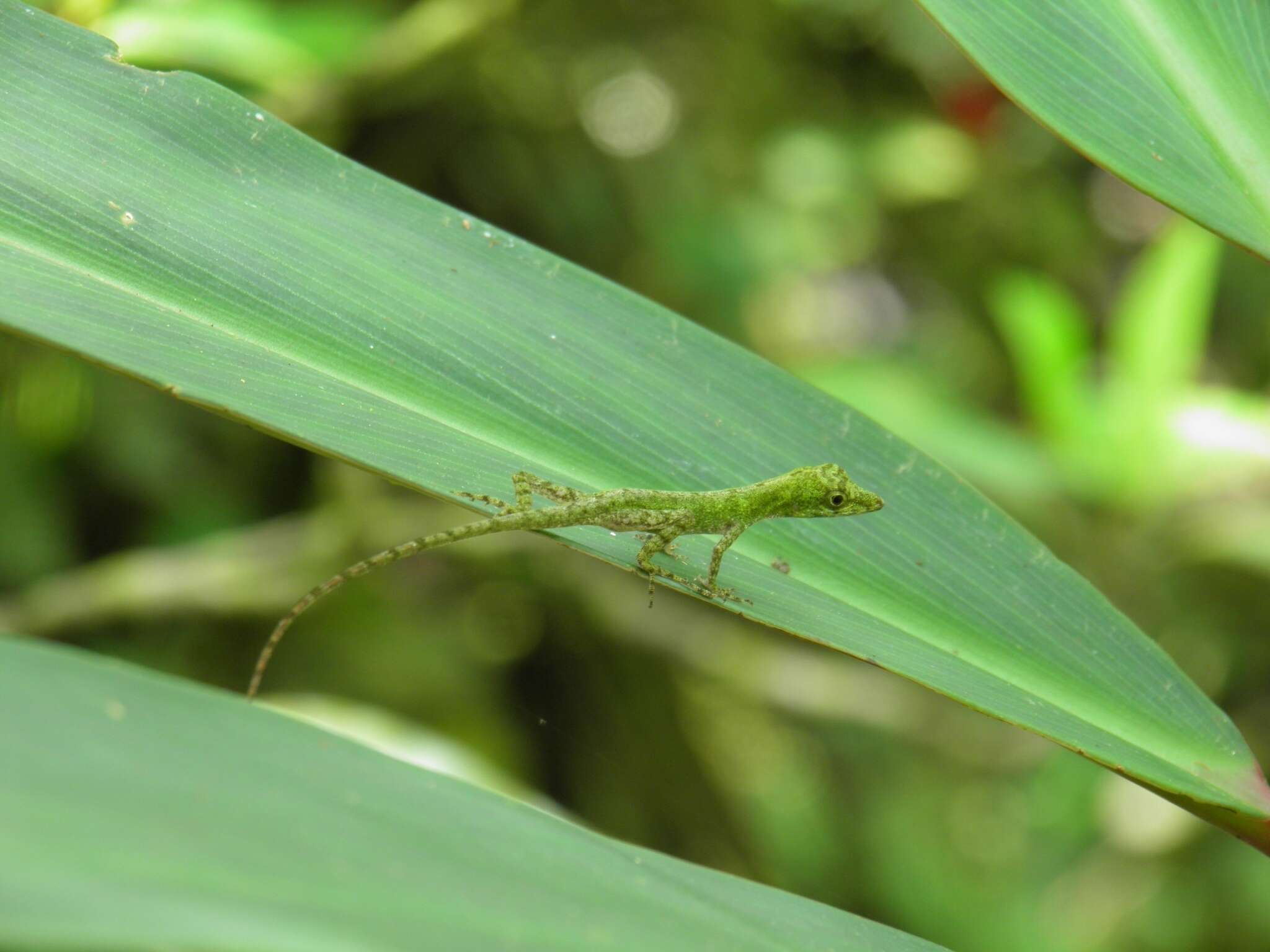 Imagem de Anolis carpenteri Echelle, Echelle & Fitch 1971