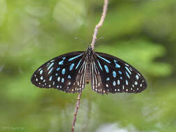 Image of <i>Tirumala septentrionis</i>