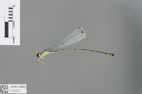 Image of Papuagrion Ris 1913