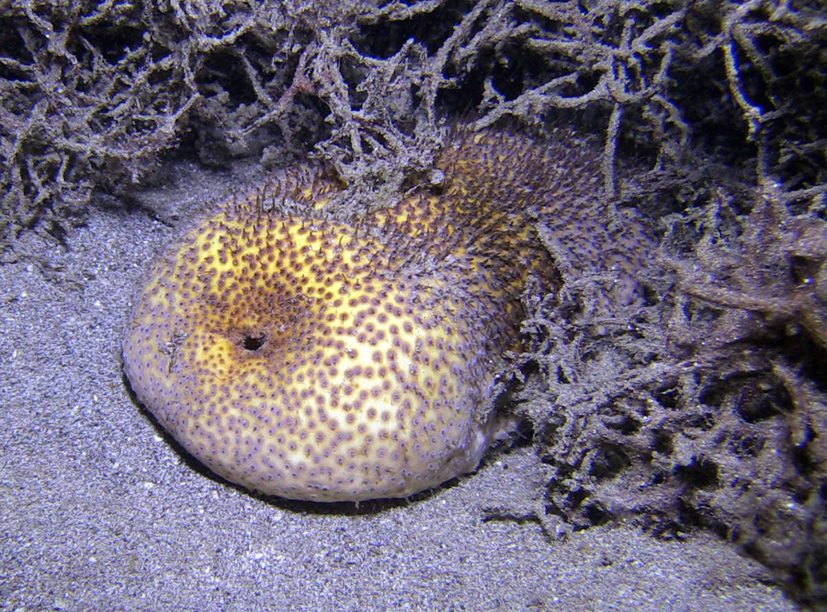 Image of Brown Sandfish