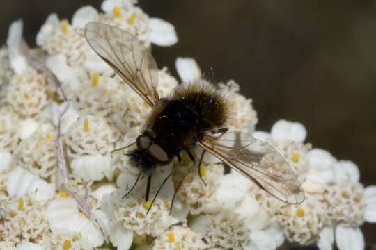 Image of Bombylisoma