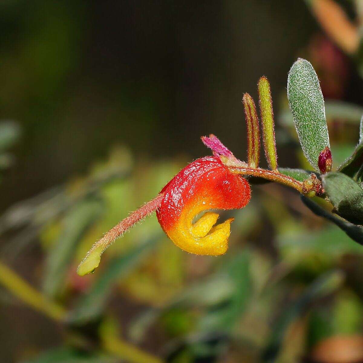 صورة Grevillea alpina Lindl.