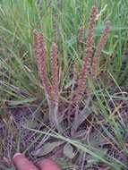 Image of Plantago tomentosa Lam.