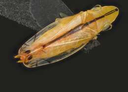 Image of Two-spotted leafhopper