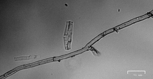 Image of Pycnoporellus spp.