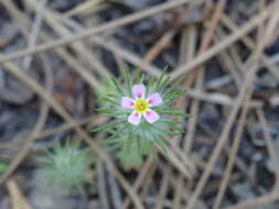 Image of whiskerbrush