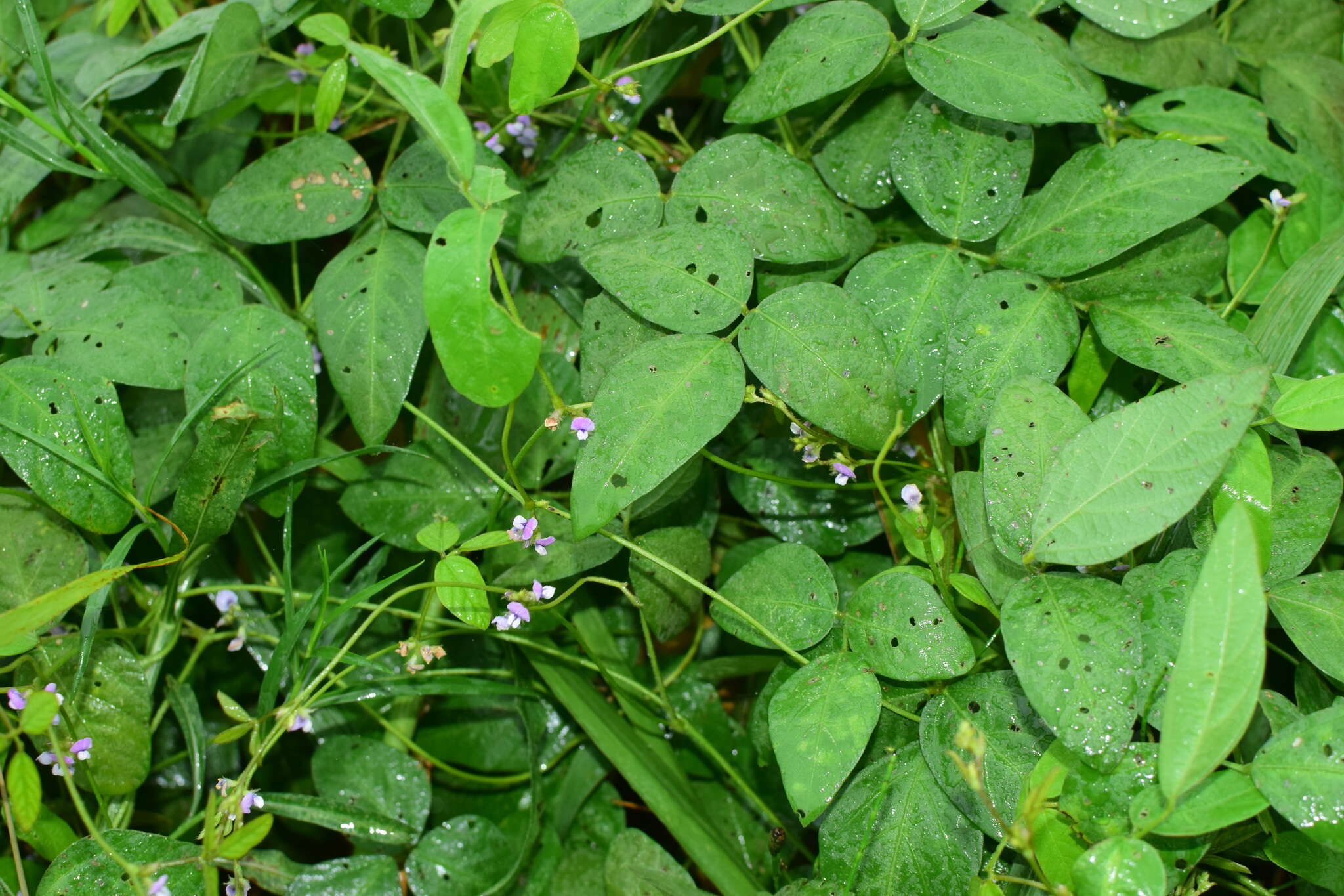 Image of Glycine max subsp. soja (Siebold & Zucc.) H. Ohashi