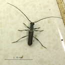 Image of Ossibia murina (Gerstaecker 1855)