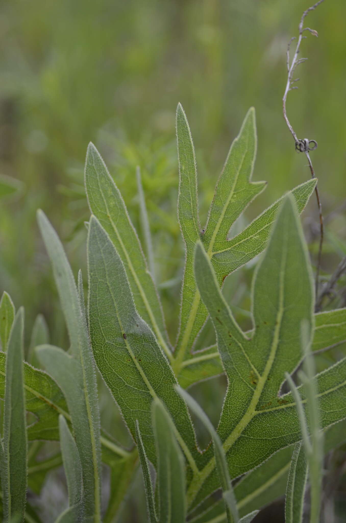 Image de Silphium albiflorum A. Gray