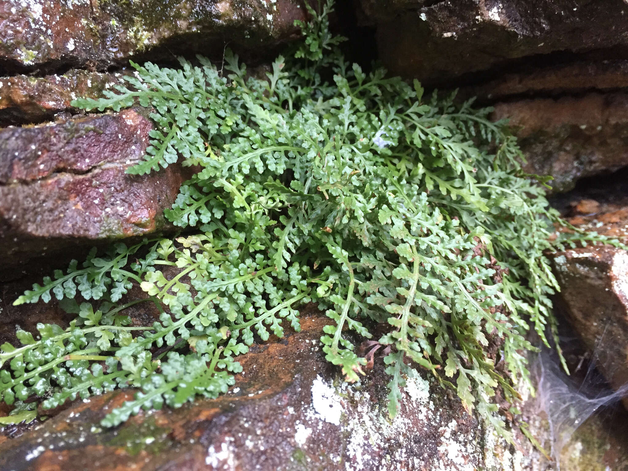 Imagem de Asplenium montanum Willd.