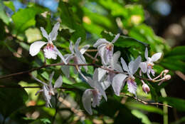 Image de Holcoglossum kimballianum (Rchb. fil.) Garay