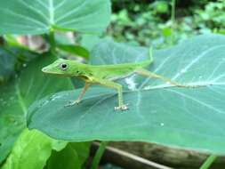 Image of Boulenger's Green Anole