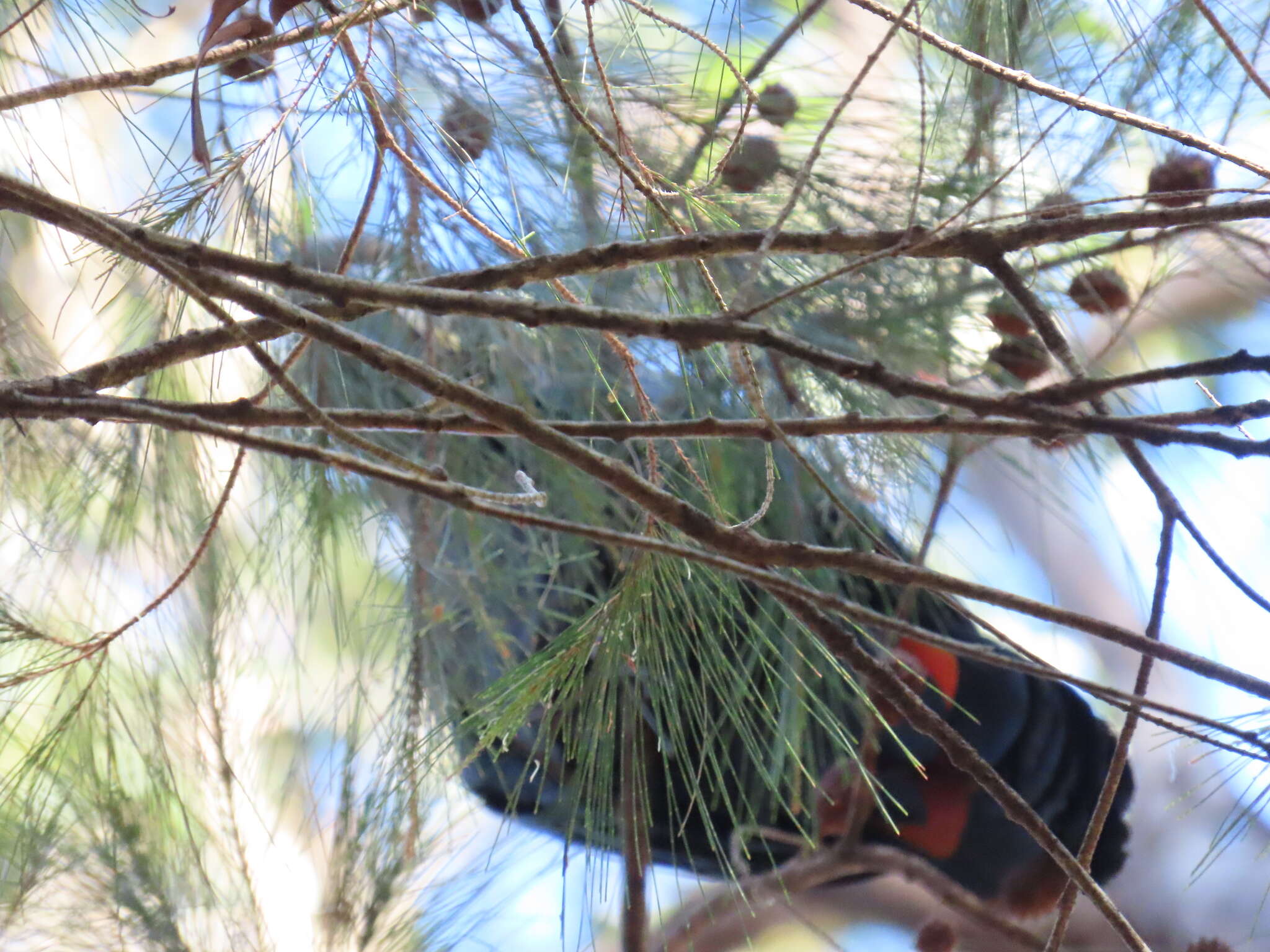 Image of Calyptorhynchus lathami lathami (Temminck 1807)