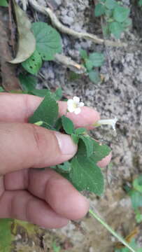 Image of Stemodia peduncularis Benth.