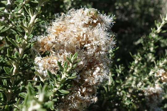 Image de Ozothamnus secundiflorus (Wakef.) A. A. Anderberg