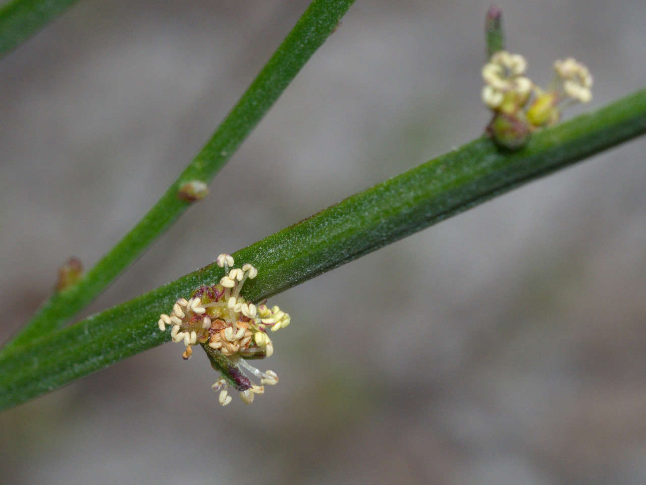 Image of Amperea xiphoclada var. xiphoclada