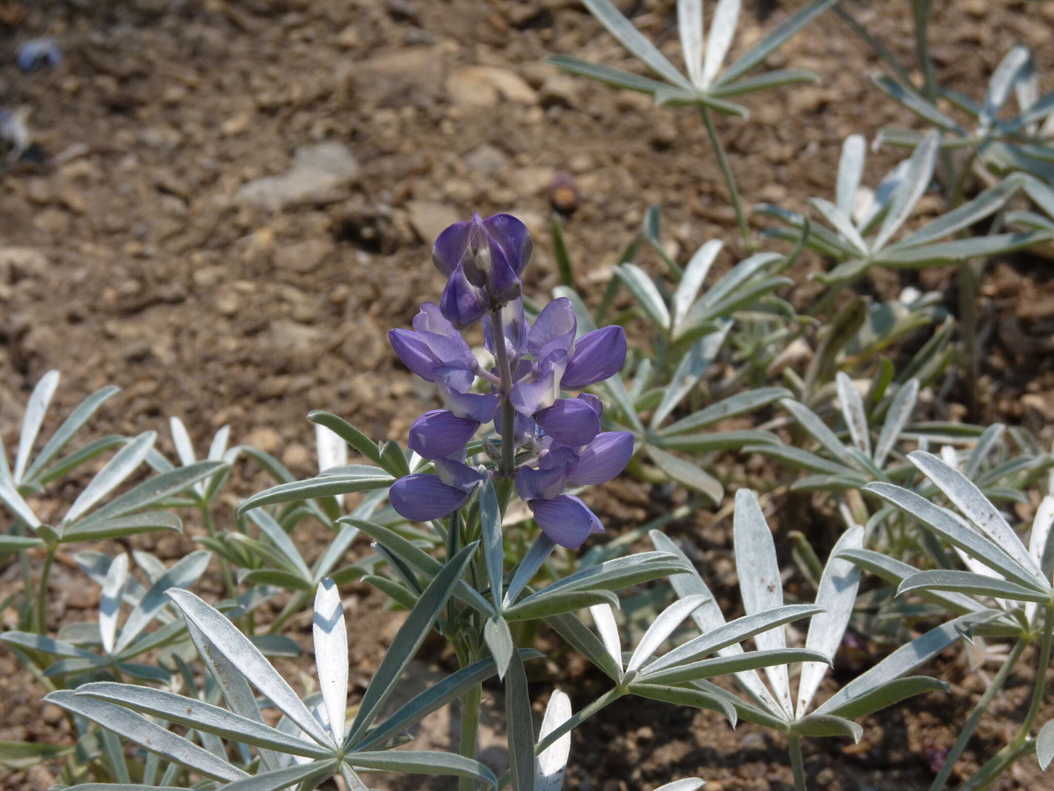 Image of Blunt-lobe Lupine